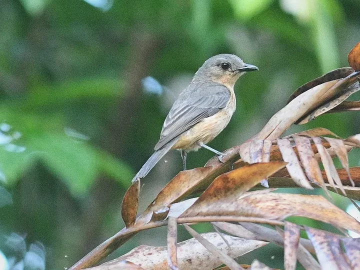 Obi Whistler, also Cinnamon-breasted Whistler (Pachycephala johni)