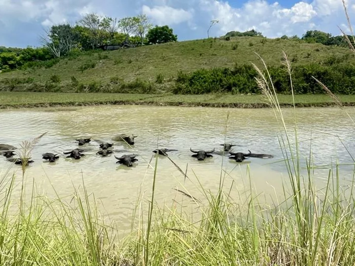  Buffalo in the water near Sumba Beach House