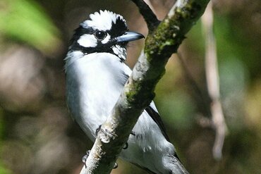White-naped Monarch (Carterornis pileatus)