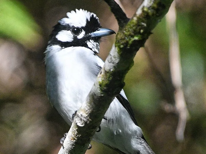 White-naped Monarch (Carterornis pileatus)