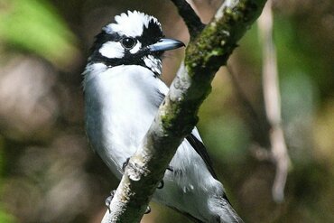  White-naped Monarch (Carterornis pileatus)