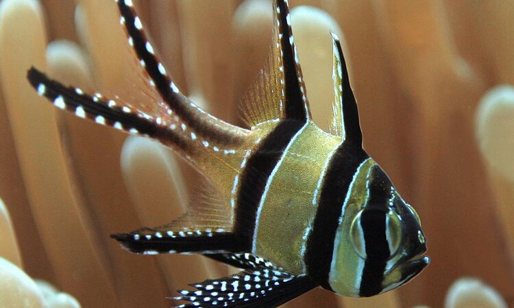 Sulawesi, Gangga Island Resort & Spa: Diving with yellow-black fish