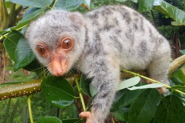Indonesien, Molukken Insel Seram: Junger Kuskus