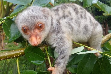 Indonesia, Moluccas Island of Seram: Young couscous