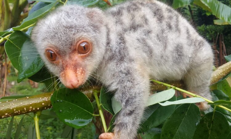 Indonesia, Moluccas Island of Seram: Young couscous