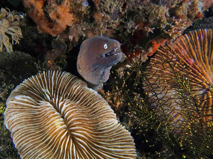 Murene spotted while diving with Alor Tanapi Dive Resort