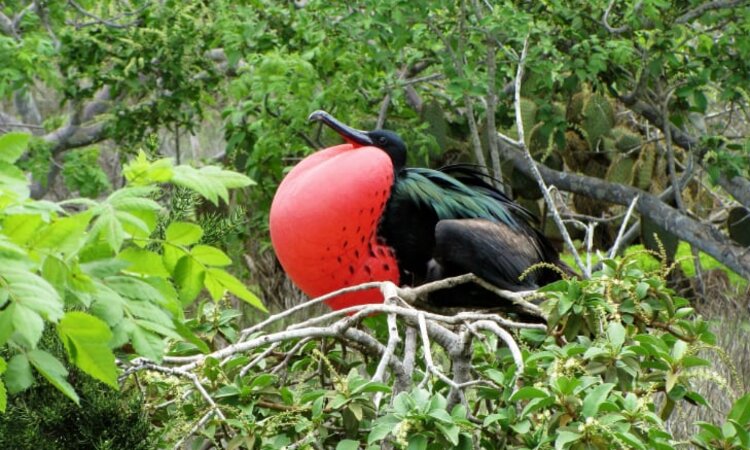 in Indonesien östlich der Wallace Line: kleiner Fregattvogel