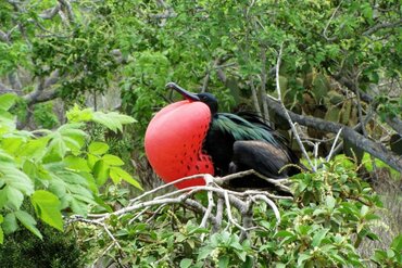 In Indonesia East of the Wallace Line: Lesser Fregatebird