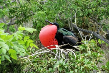 in Indonesien östlich der Wallace Line: kleiner Fregattvogel