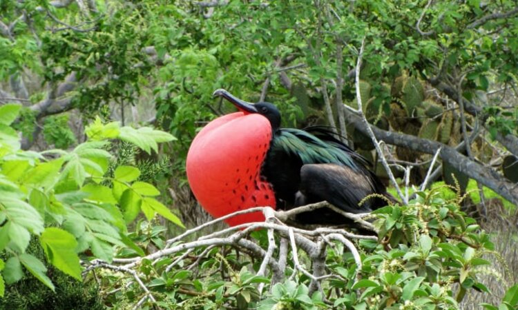 In Indonesia East of the Wallace Line: Lesser Fregatebird