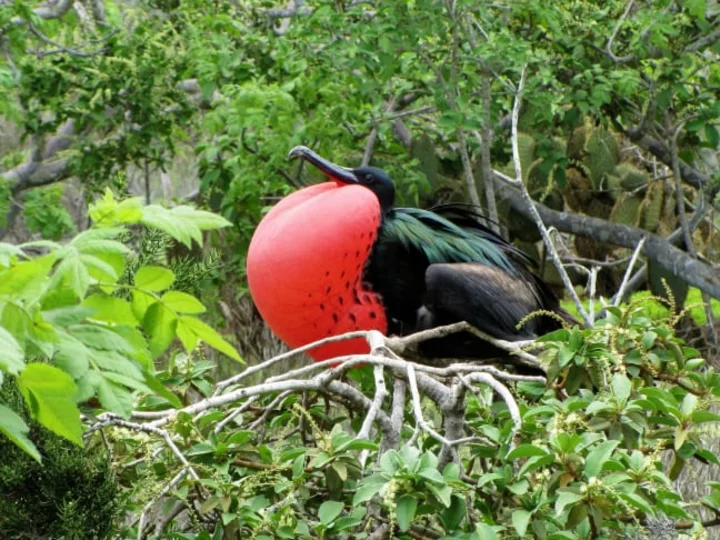 in Indonesien östlich der Wallace Line: kleiner Fregattvogel