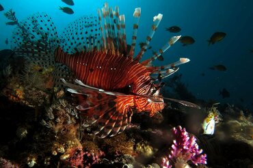 Indonesien, Korallendreieck: Feuerfisch I Indonesia, Coral Triangle: Lionfish