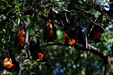 Fledermäuse auf der Gewürzinsel Seram - Molukken, Indonesien