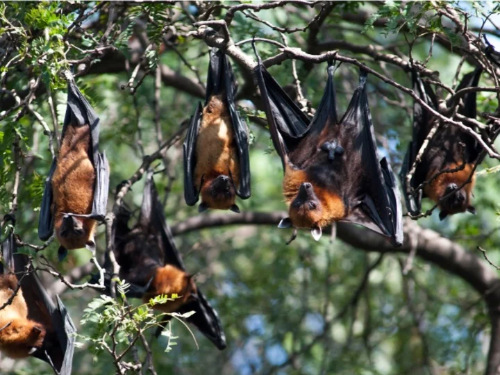 Fledermäuse auf der Gewürzinsel Seram - Molukken, Indonesien