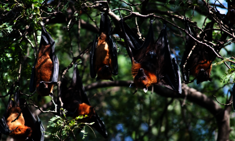 Fledermäuse auf der Gewürzinsel Seram - Molukken, Indonesien