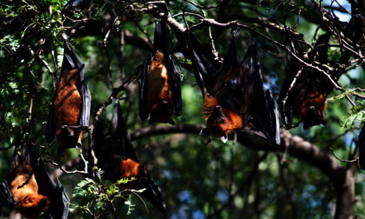 Flying fox on Spice Island of Seram - Moluccas, Indonesia