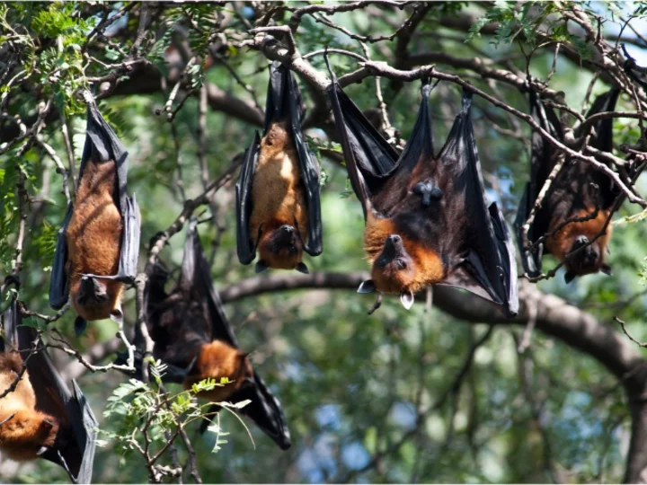 Flying fox on Spice Island of Seram - Moluccas, Indonesia