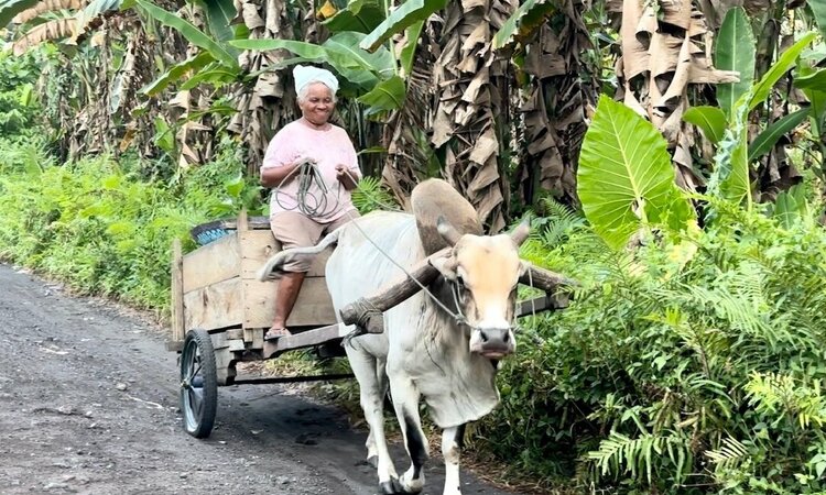 Molukkeninsel Halmahera: Alte Frau auf Ochsenkarren