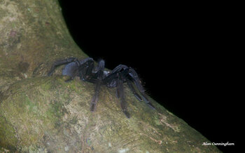 Sulawesi ‘Black Velvet‘ Tarantel (Cyriopagopus)