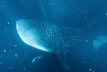 Walhai vor der Küste Sumbawas in Indonesien östlich der Wallace Line