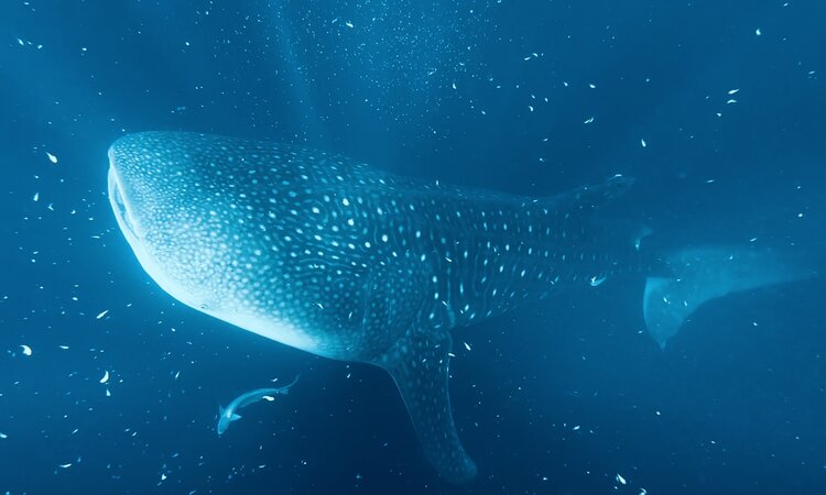Whale shark off the coast of Sumbawa in Indonesia East of the Wallace Line