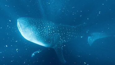 Whale shark off the coast of Sumbawa in Indonesia East of the Wallace Line