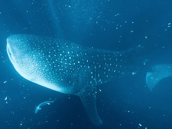 Whale shark off the coast of Sumbawa in Indonesia East of the Wallace Line