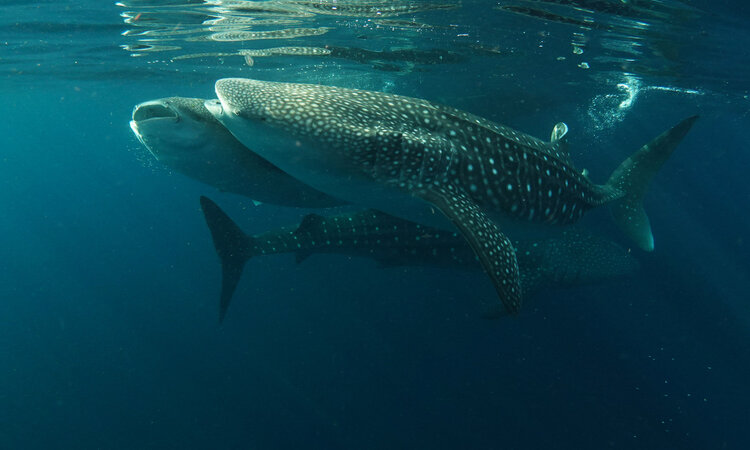 Sunda Island Sumbawa: Three Whale Sharks
