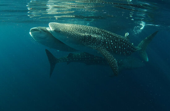 Sunda Island Sumbawa: Three Whale Sharks