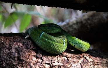 Sulawesi Keeled Green Pit Viper (Tropidolaemus Subannulatus) - Endemic venomous snake