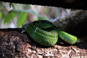 Sulawesi Keeled Green Pit Viper (Tropidolaemus Subannulatus) - Endemische Giftschlange