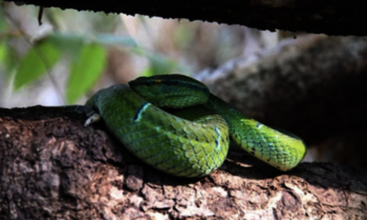 Sulawesi Keeled Green Pit Viper (Tropidolaemus Subannulatus) - Endemic venomous snake