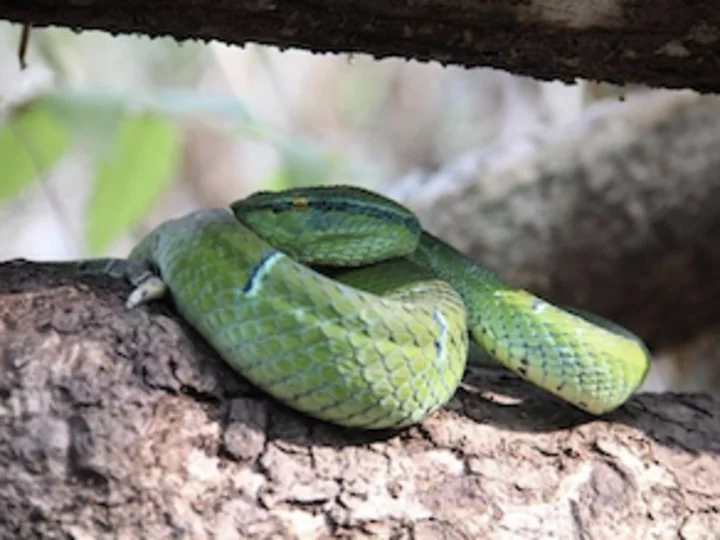 Sulawesi Keeled Green Pit Viper (Tropidolaemus Subannulatus) - Endemic venomous snake
