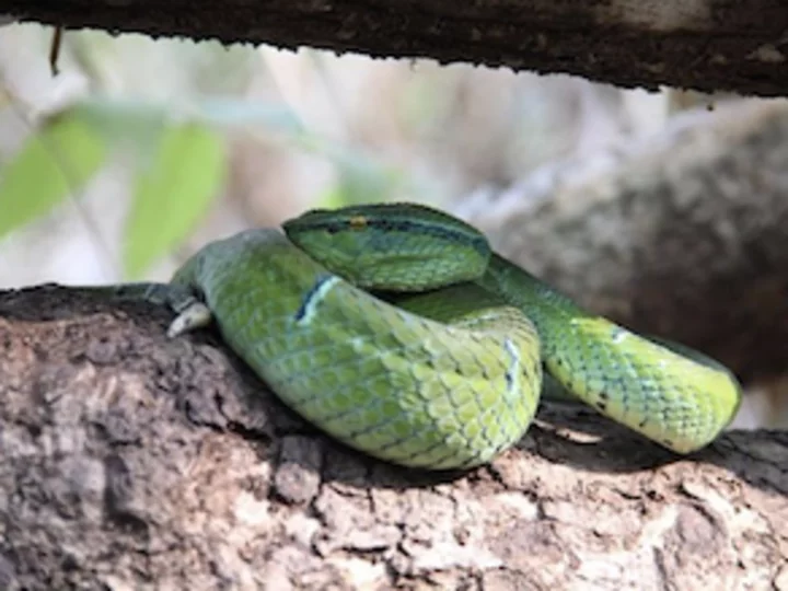 Sulawesi Keeled Green Pit Viper (Tropidolaemus Subannulatus) - Endemische Giftschlange