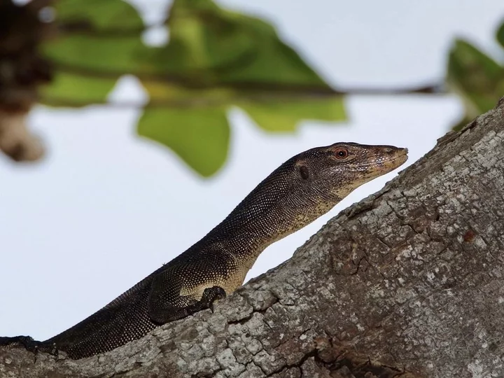 Monitor Lizard at Selayar Dive Resort, South Sulawesi