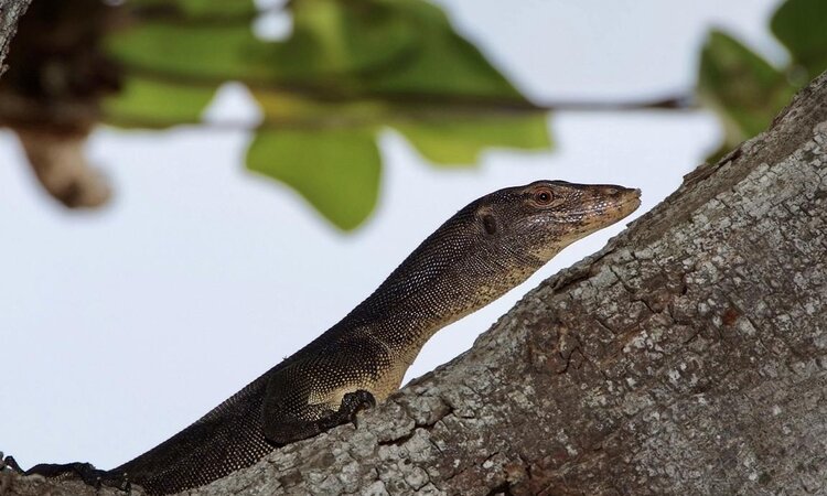 Monitor Lizard at Selayar Dive Resort, South Sulawesi