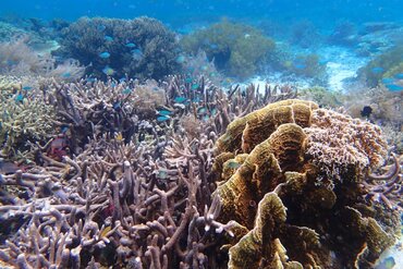 Entchanting coral garden in Indonesia East of the Wallace Line