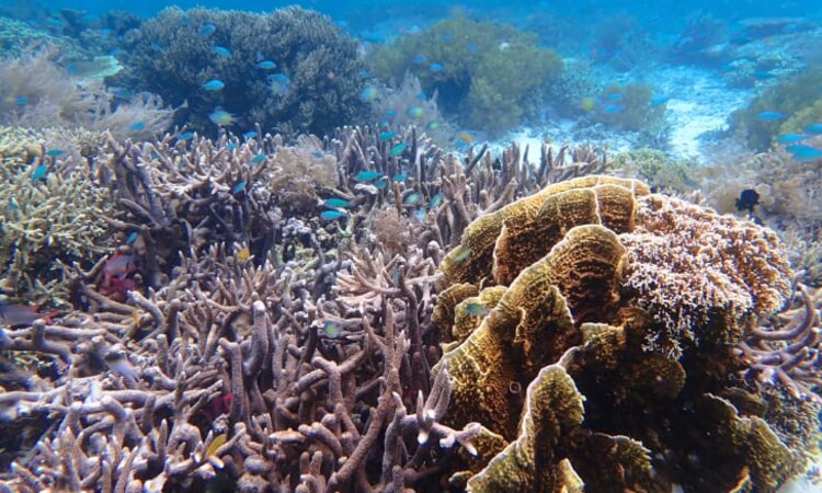 Entchanting coral garden in Indonesia East of the Wallace Line