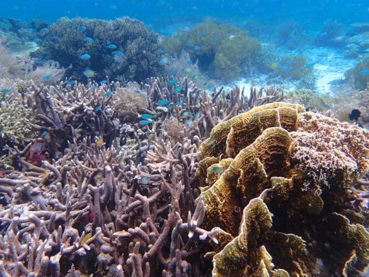 Entchanting coral garden in Indonesia East of the Wallace Line