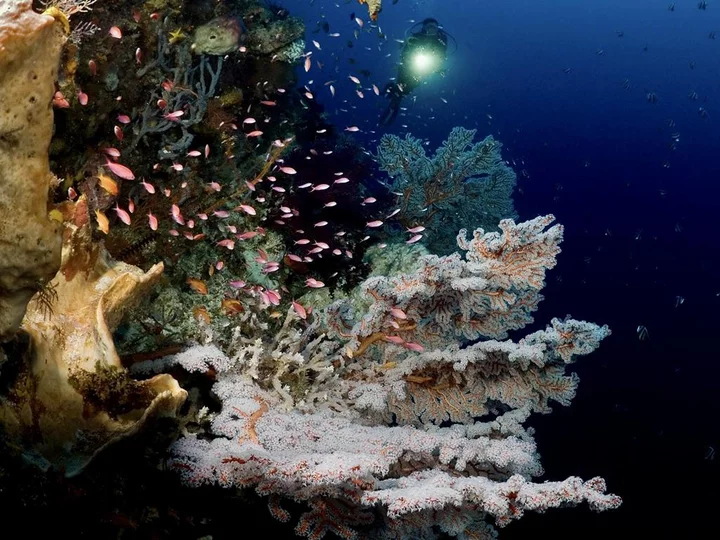Selayar Dive Resort in South: Diver at coral reef