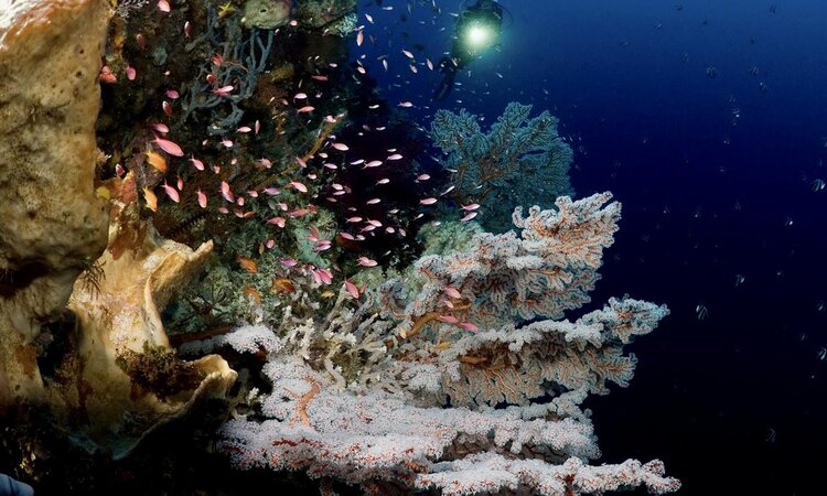Selayar Dive Resort in South: Diver at coral reef