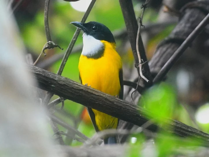 Moluccan Whistler (Pachycephala macrorhyncha)
