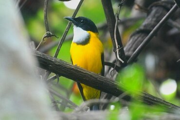 Moluccan Whistler (Pachycephala macrorhyncha)