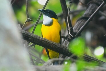  Moluccan Whistler (Pachycephala macrorhyncha)