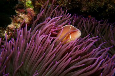 Indonesien, Korallendreieck: Fisch versteckt sich in lila Koralle I Indonesia, Coral Triangle: Fish hiding in purple coral