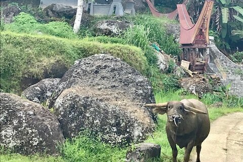 Sulawesi: Büffel in Torajadorf