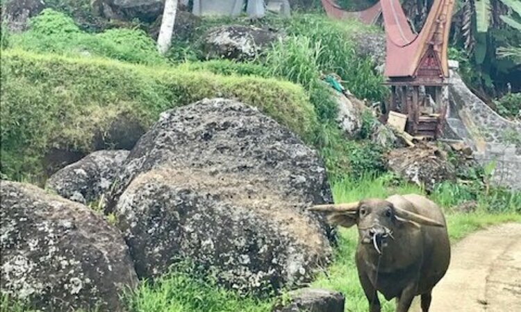 Sulawesi: Büffel in Torajadorf