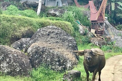 Sulawesi: Buffalo in Toraja village