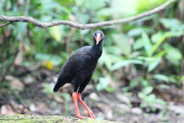 Trommelralle I Invisible rail (Habroptila wallacii)