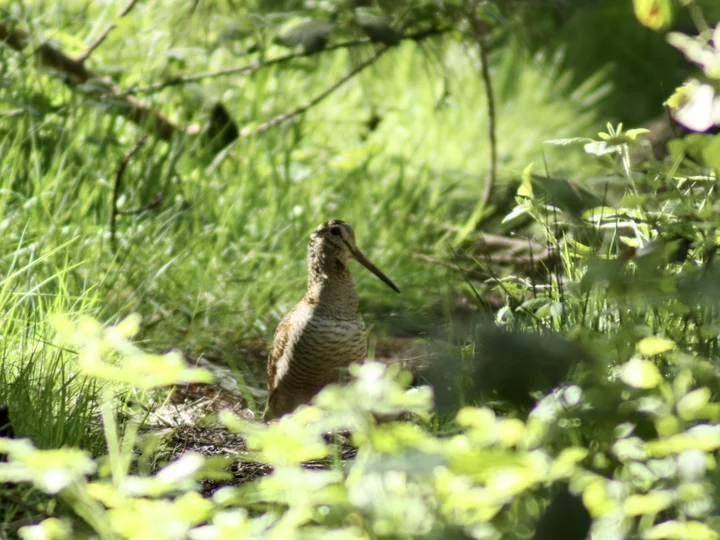 Obi Woodcock (Scolopax rochussenii)